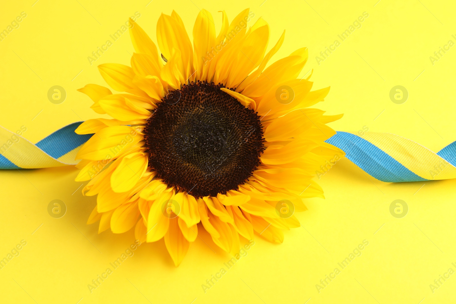 Photo of Sunflower with ribbon in colors of Ukrainian national flag on yellow background