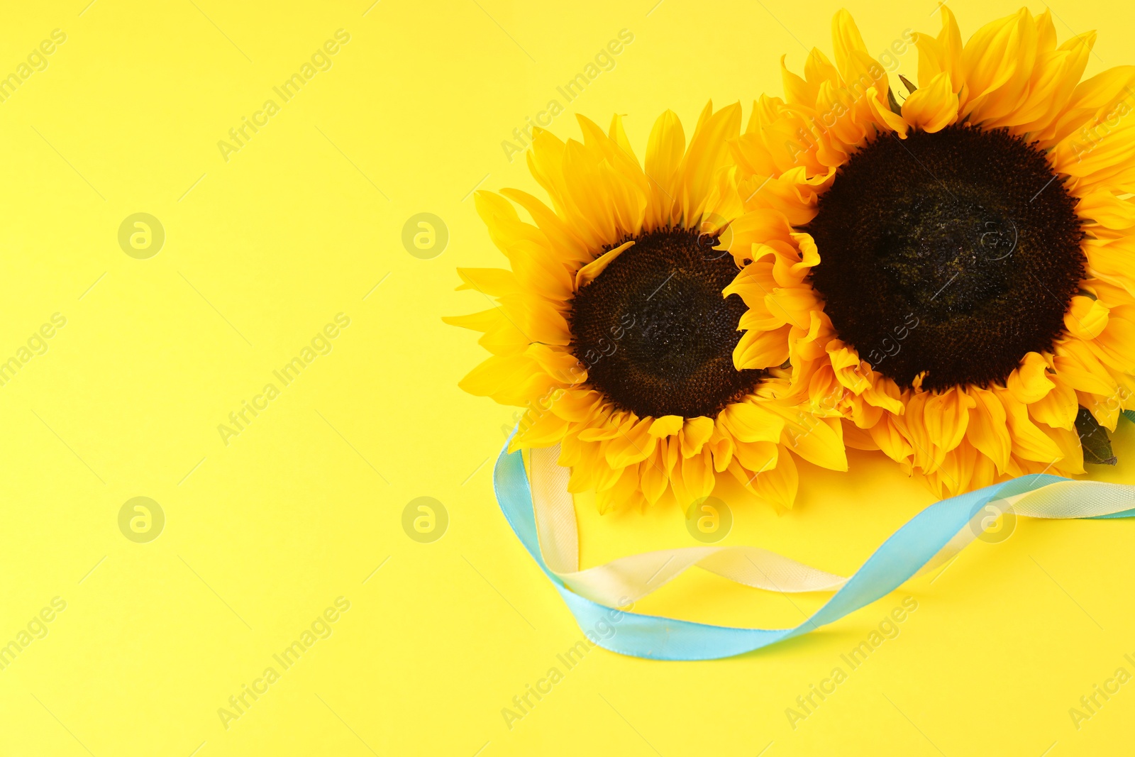 Photo of Sunflowers with ribbons in colors of Ukrainian national flag on yellow background, space for text