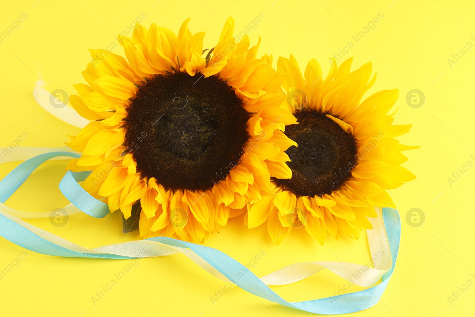 Photo of Sunflowers with ribbons in colors of Ukrainian national flag on yellow background