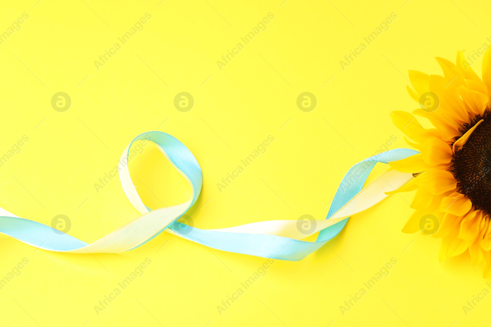 Photo of Sunflower with ribbons in colors of Ukrainian national flag on yellow background