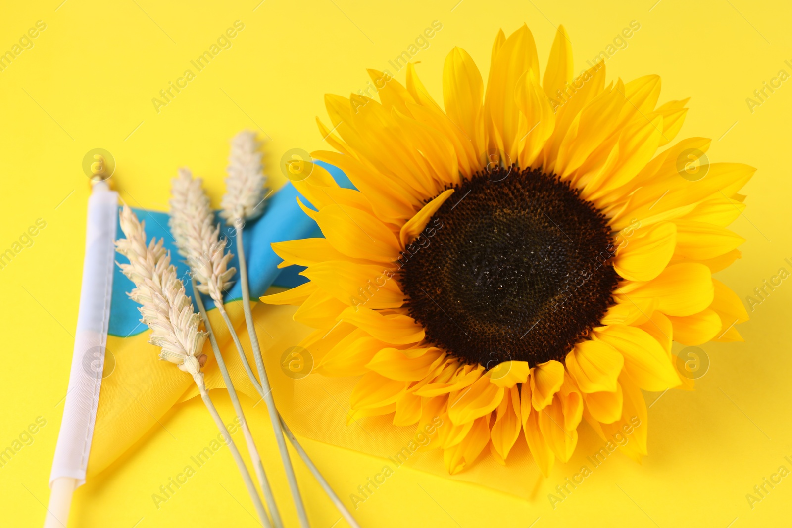 Photo of Ears of wheat, sunflower and Ukrainian national flag on yellow background, closeup