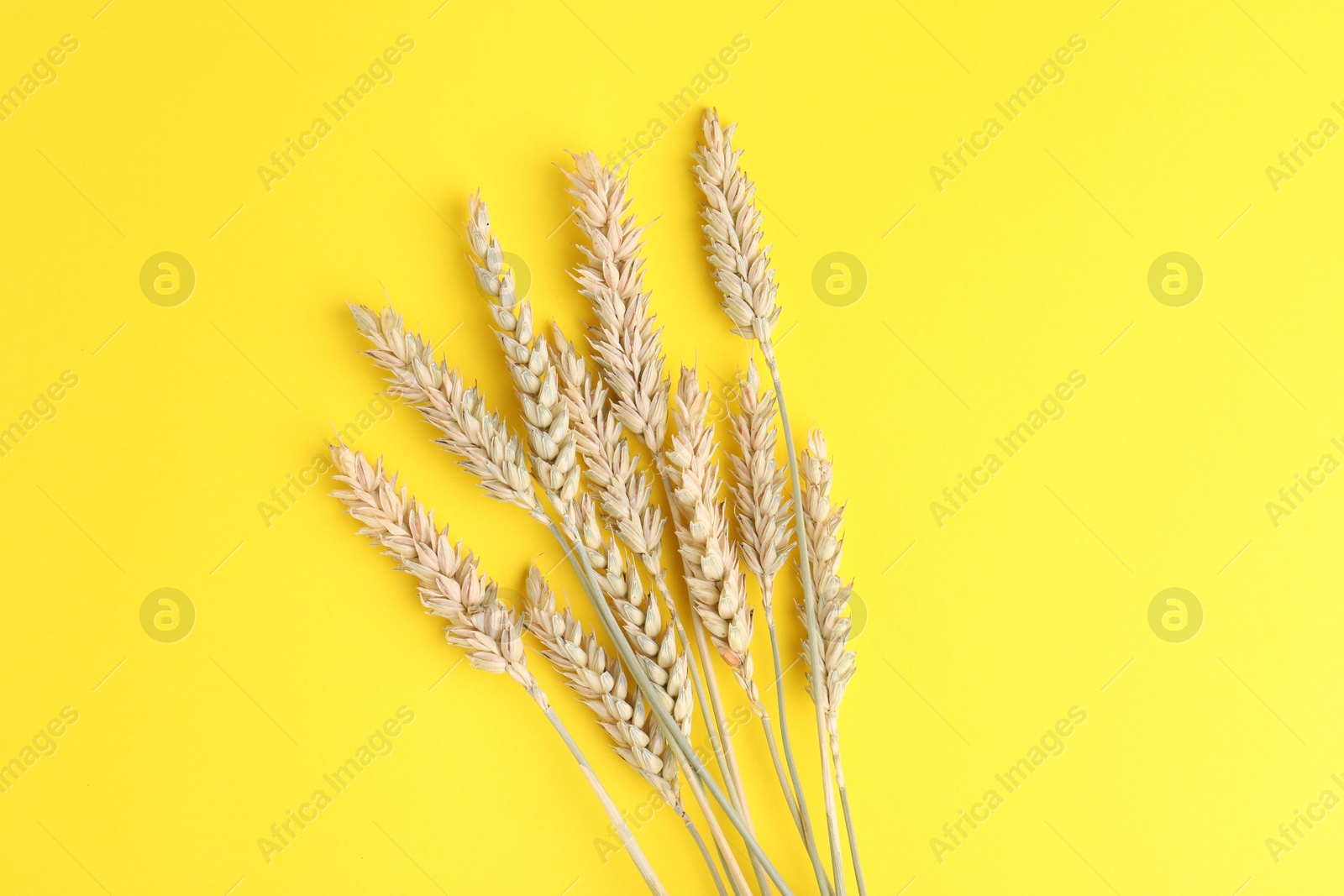 Photo of Ears of wheat on yellow background, top view