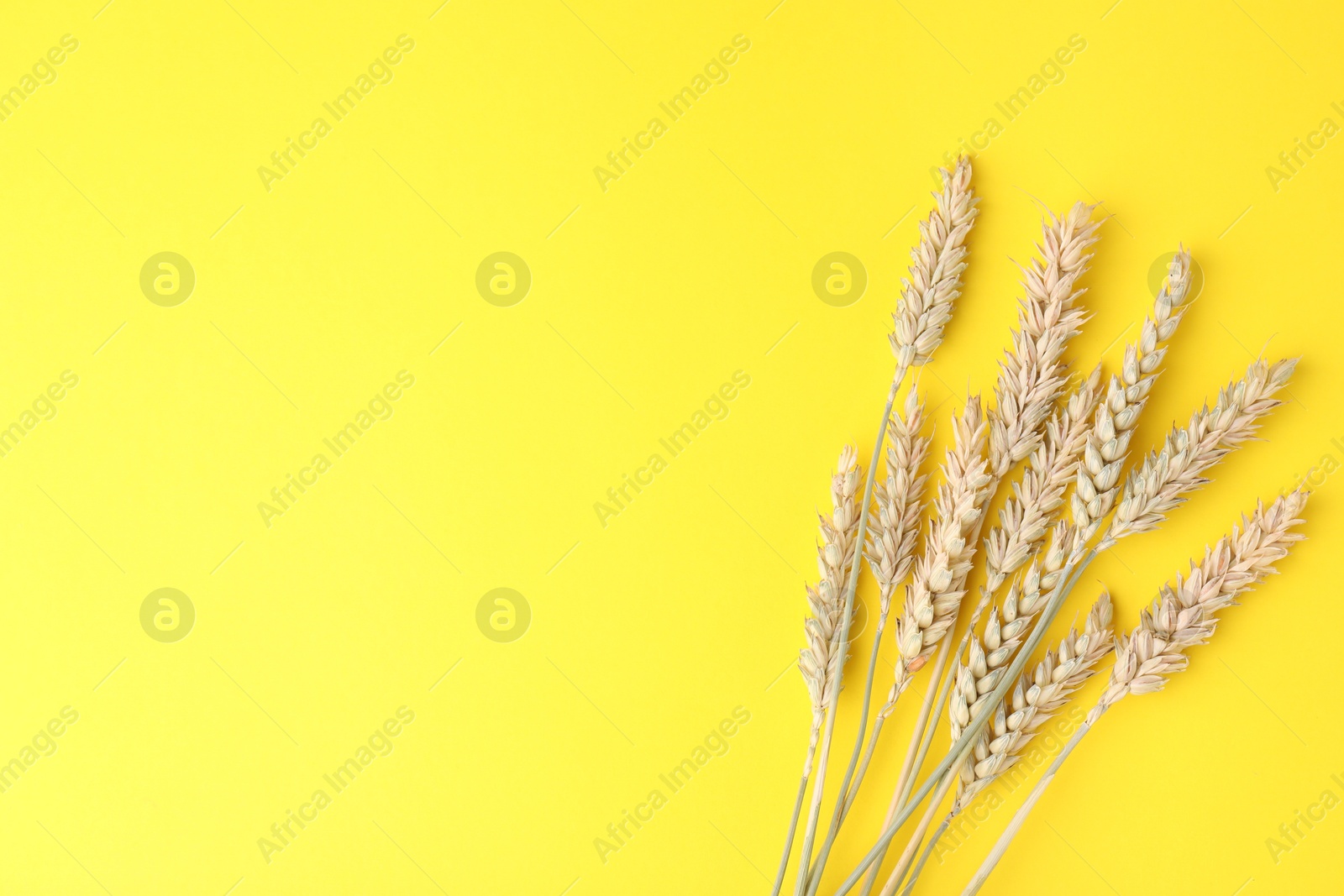 Photo of Ears of wheat on yellow background, top view. Space for text