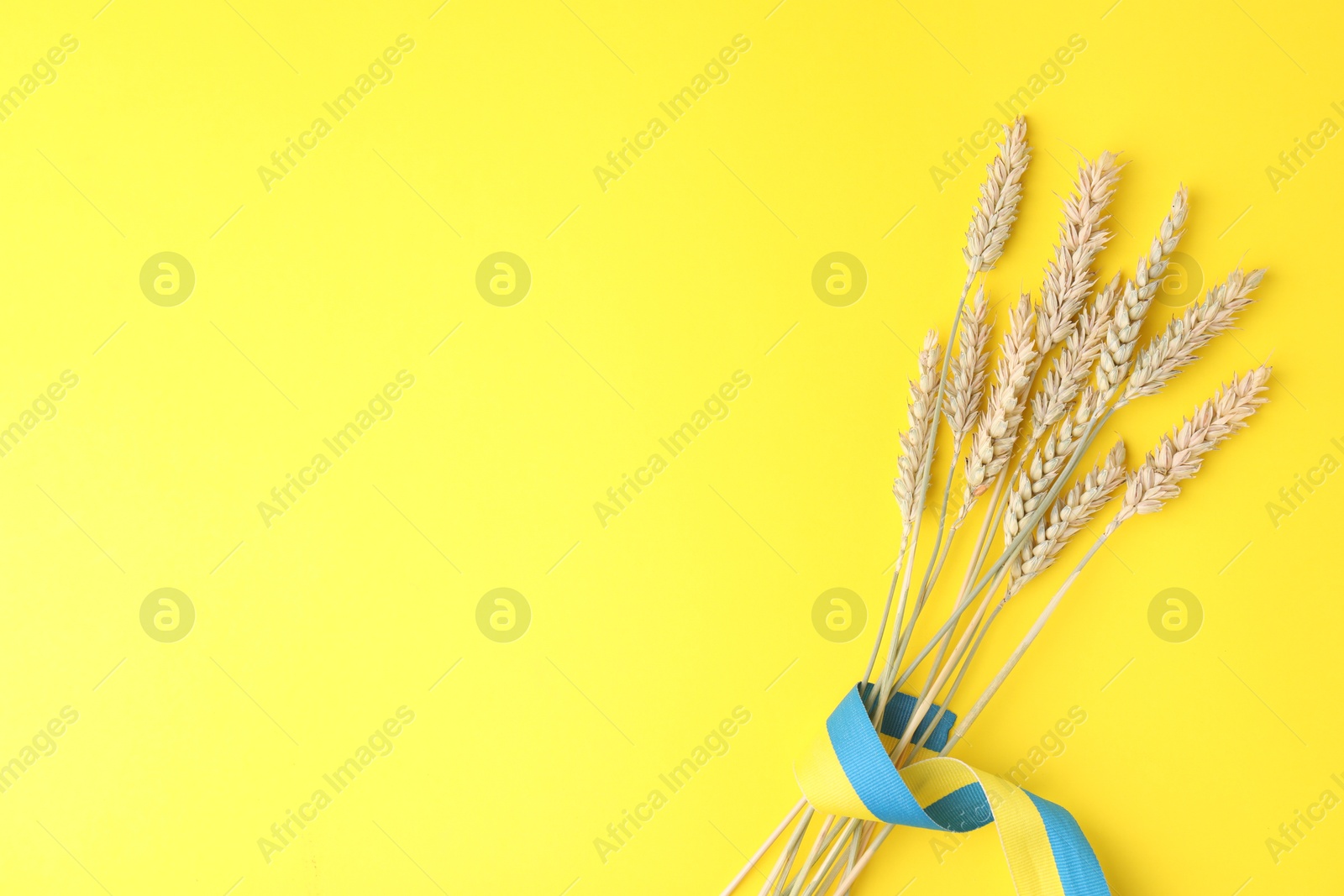 Photo of Ears of wheat with ribbon in colors of Ukrainian national flag on yellow background, top view. Space for text