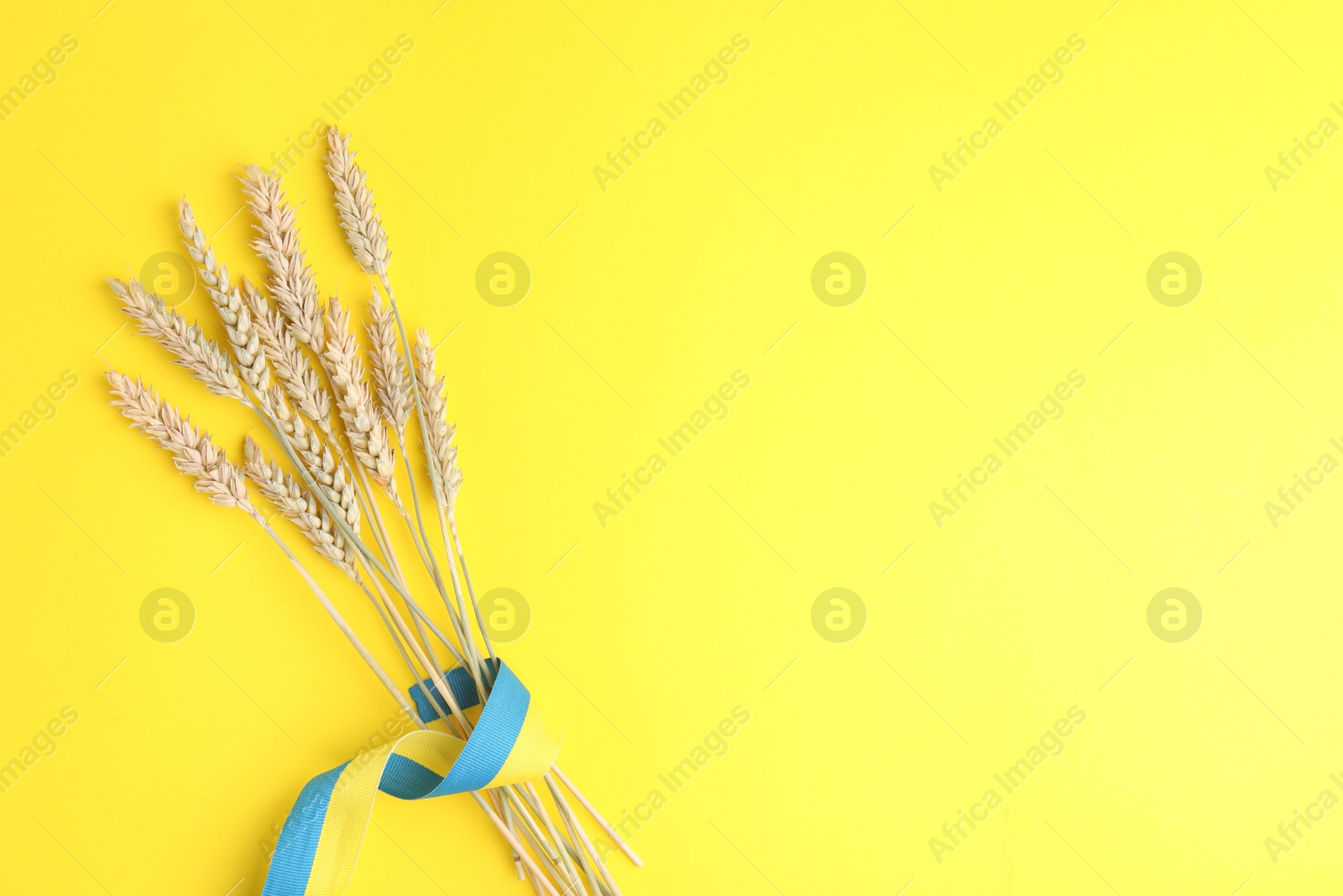 Photo of Ears of wheat with ribbon in colors of Ukrainian national flag on yellow background, top view. Space for text