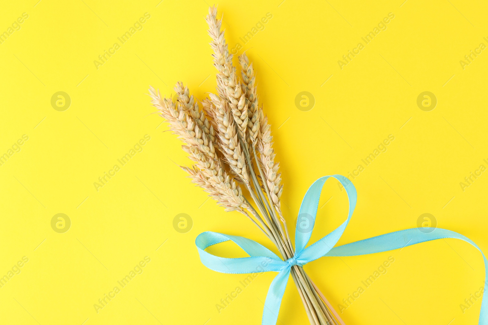 Photo of Ears of wheat with light blue ribbon on yellow background, top view