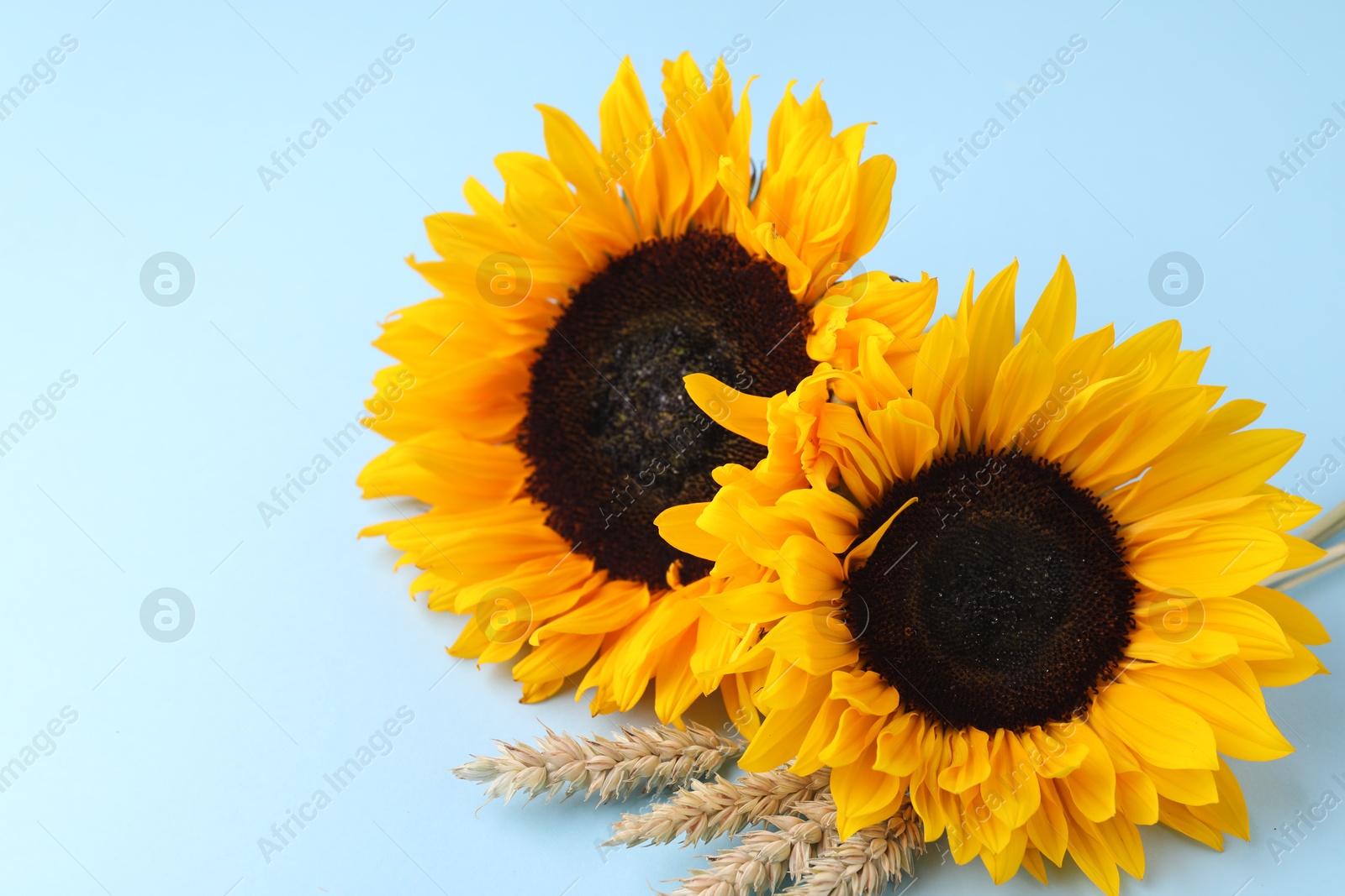 Photo of Sunflowers with ears of wheat on light blue background