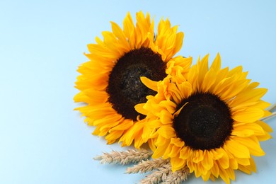 Photo of Sunflowers with ears of wheat on light blue background