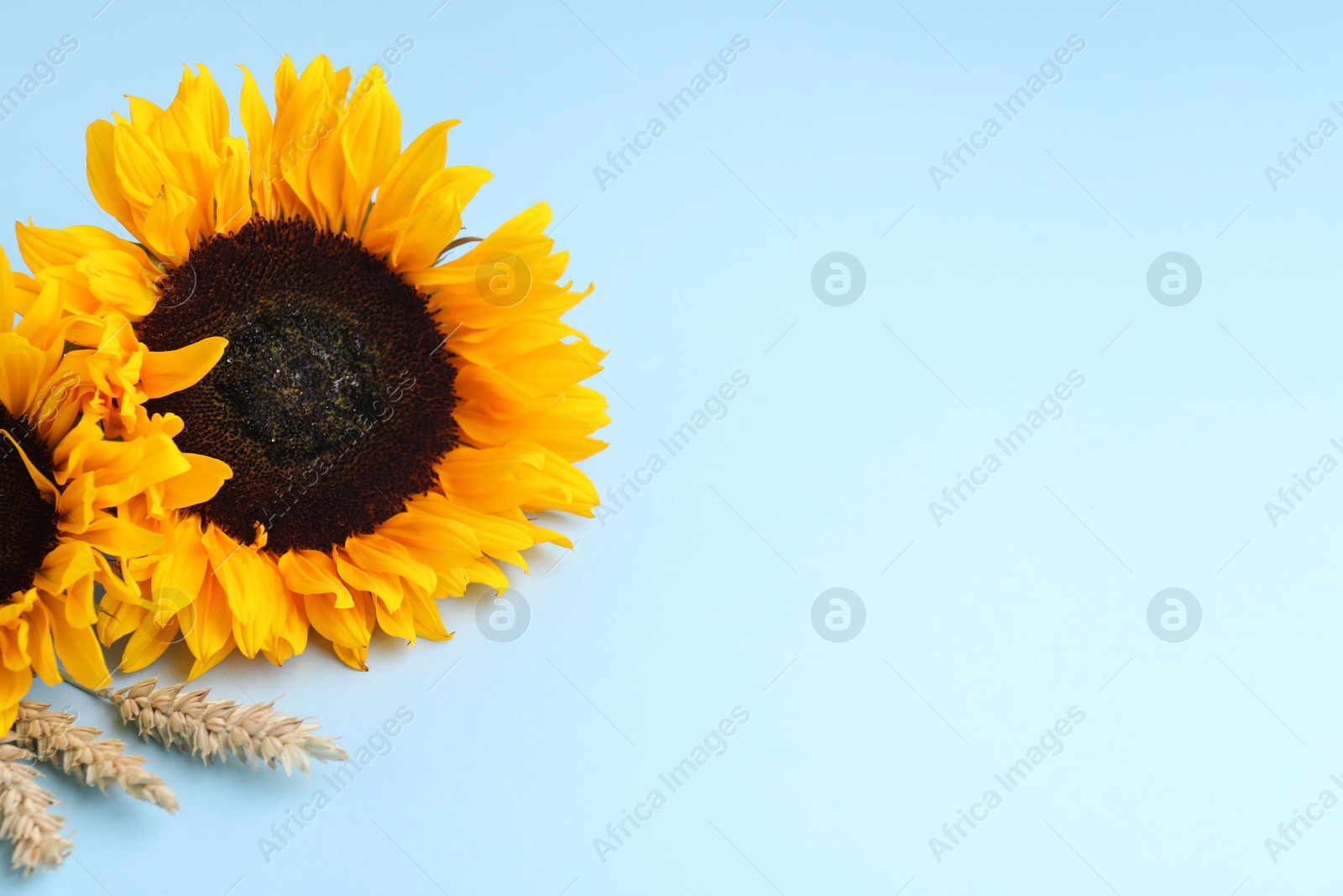 Photo of Sunflowers with ears of wheat on light blue background, space for text