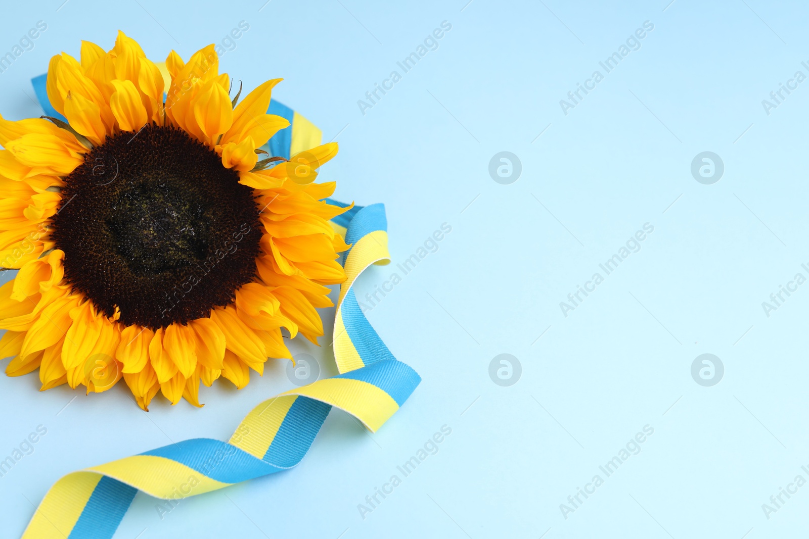 Photo of Sunflower with ribbon in colors of Ukrainian national flag on light blue background, space for text