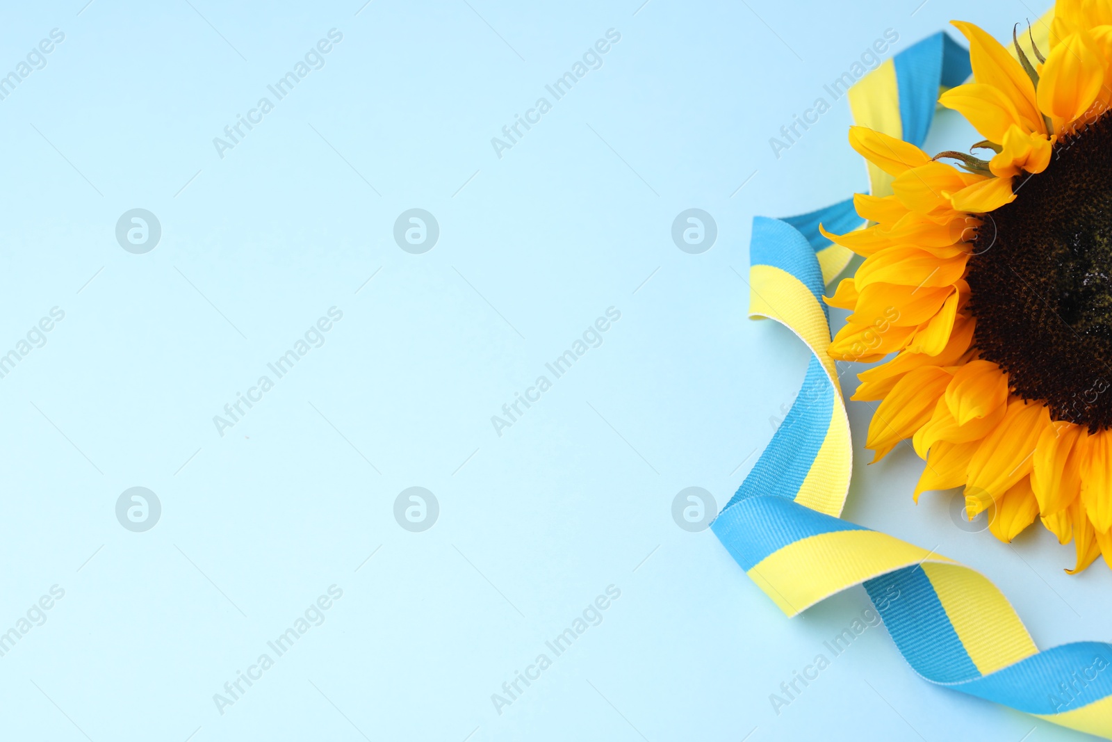 Photo of Sunflower with ribbon in colors of Ukrainian national flag on light blue background, space for text