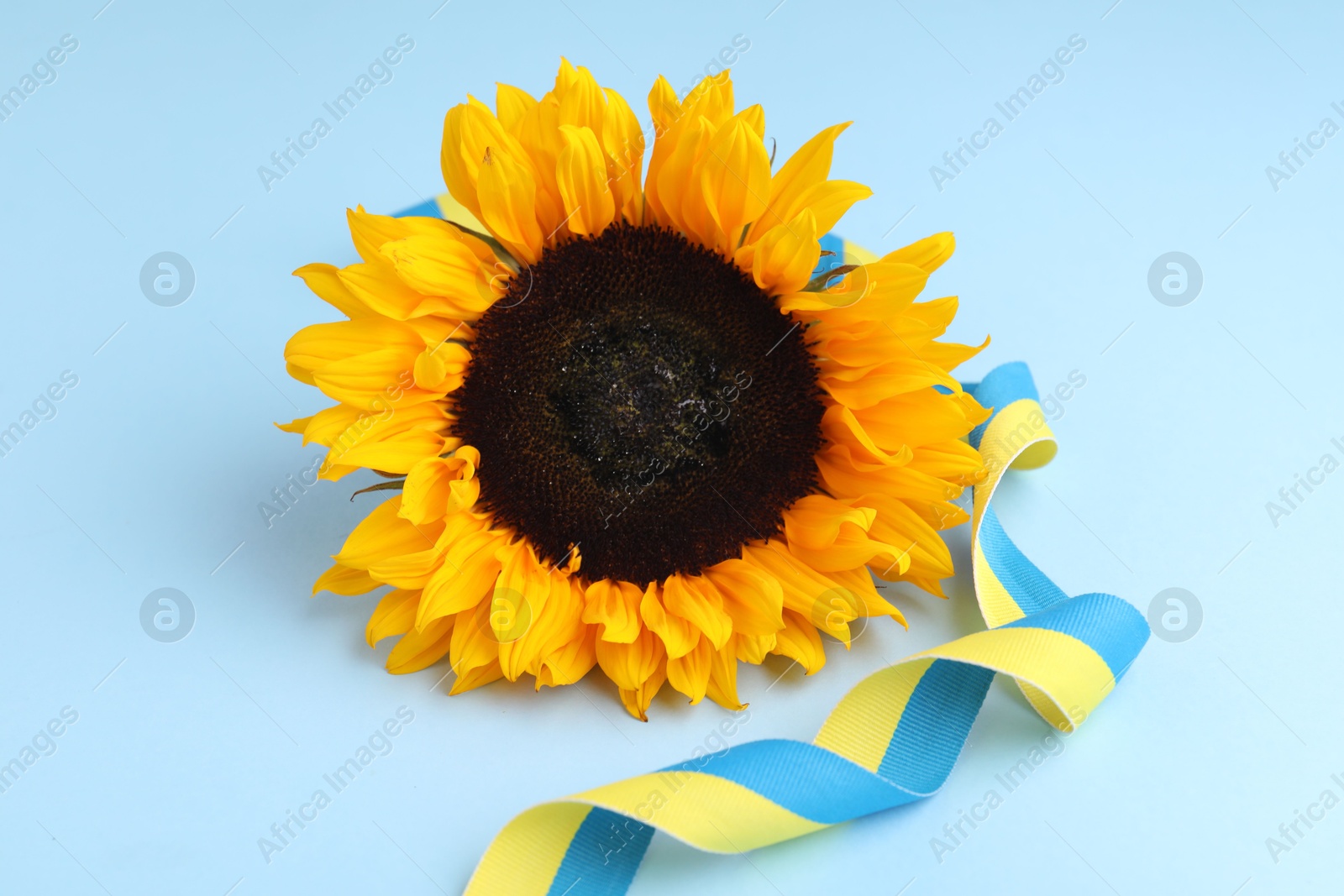 Photo of Sunflower with ribbon in colors of Ukrainian national flag on light blue background