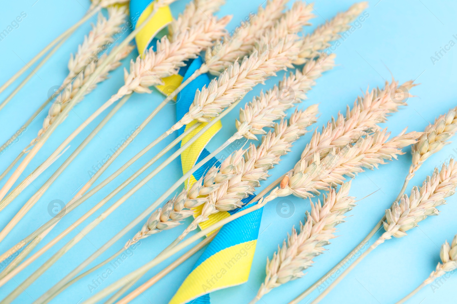 Photo of Ears of wheat with ribbon in colors of Ukrainian national flag on light blue background, closeup