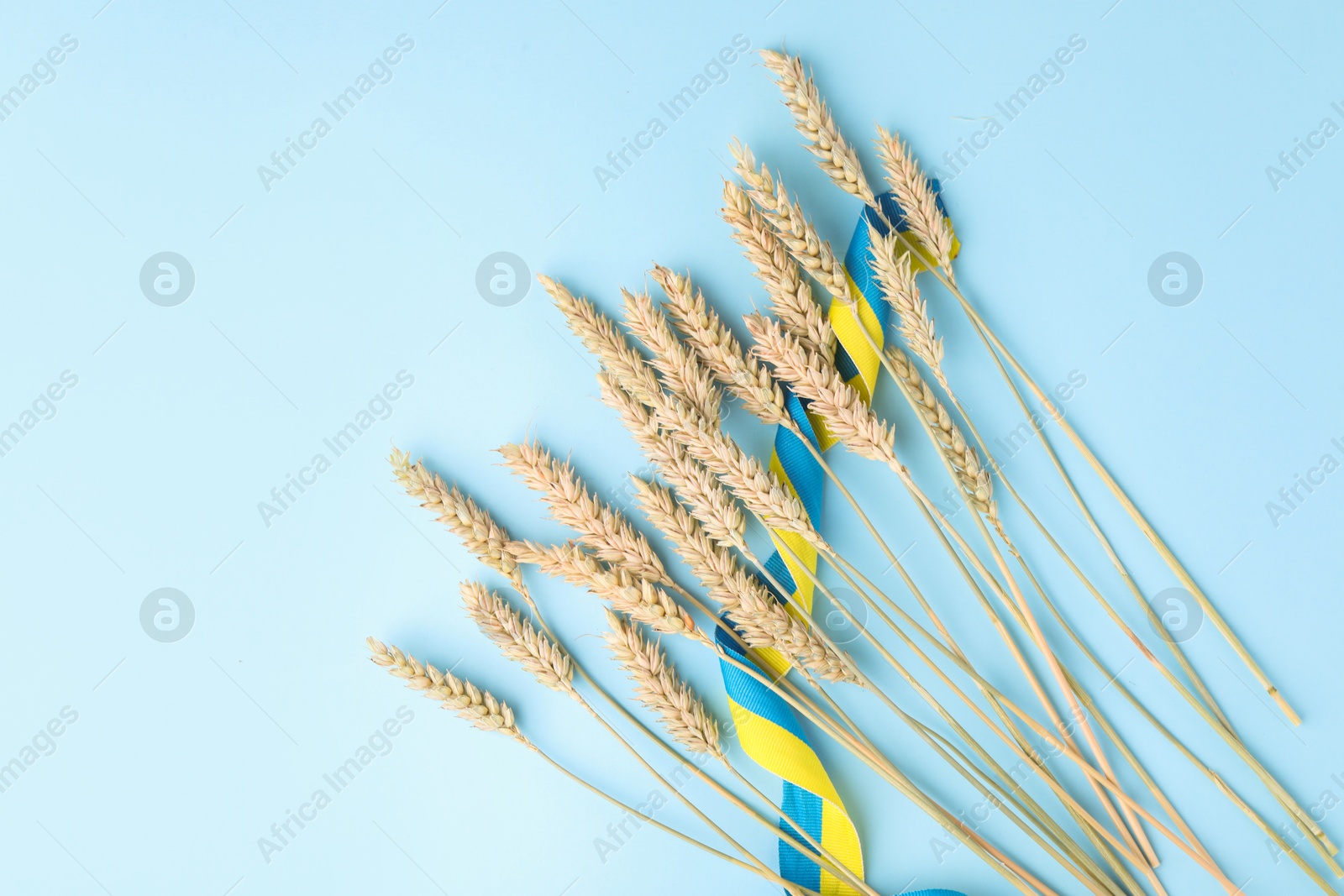 Photo of Ears of wheat with ribbon in colors of Ukrainian national flag on light blue background, flat lay