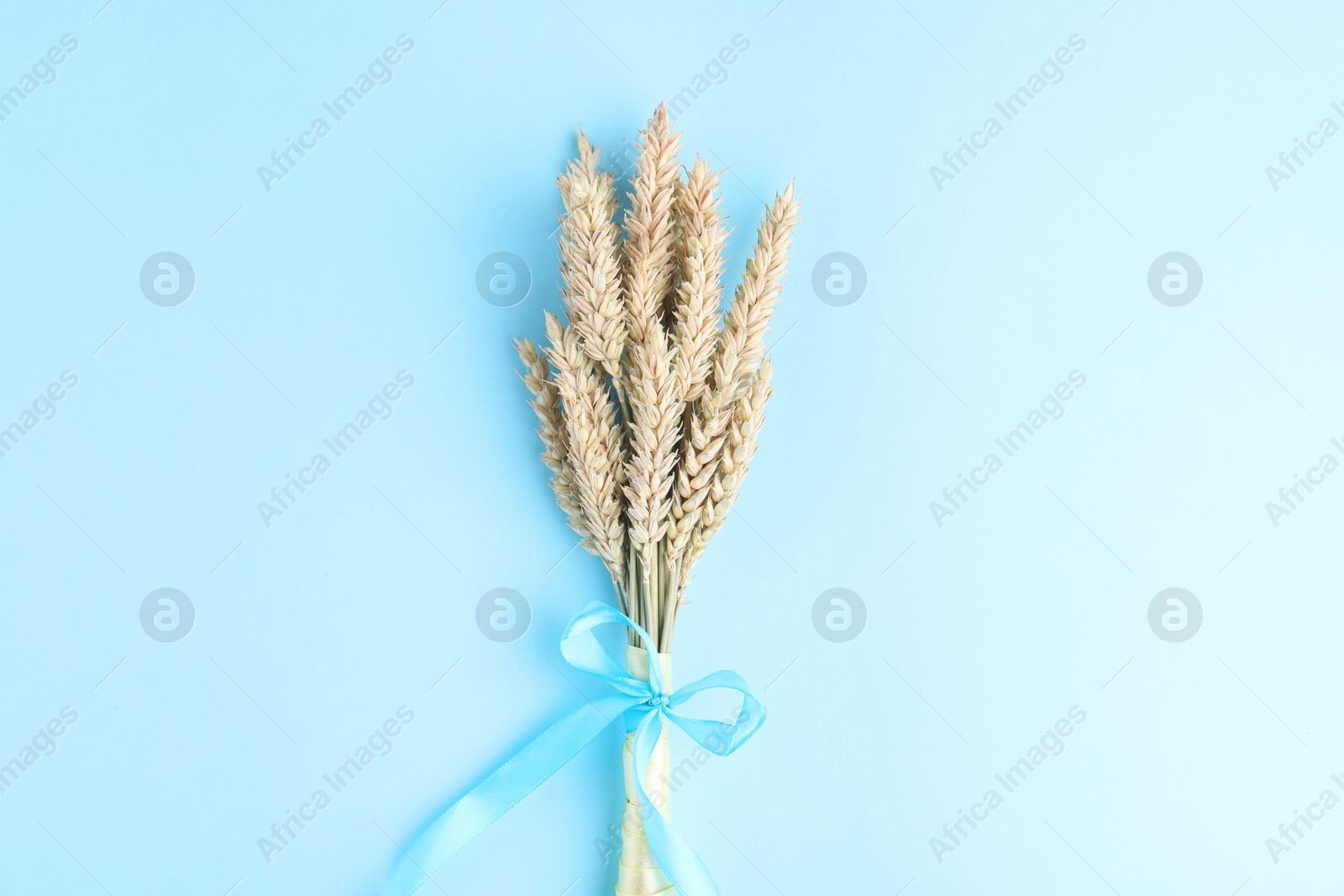 Photo of Ears of wheat with ribbons in colors of Ukrainian national flag on light blue background, top view