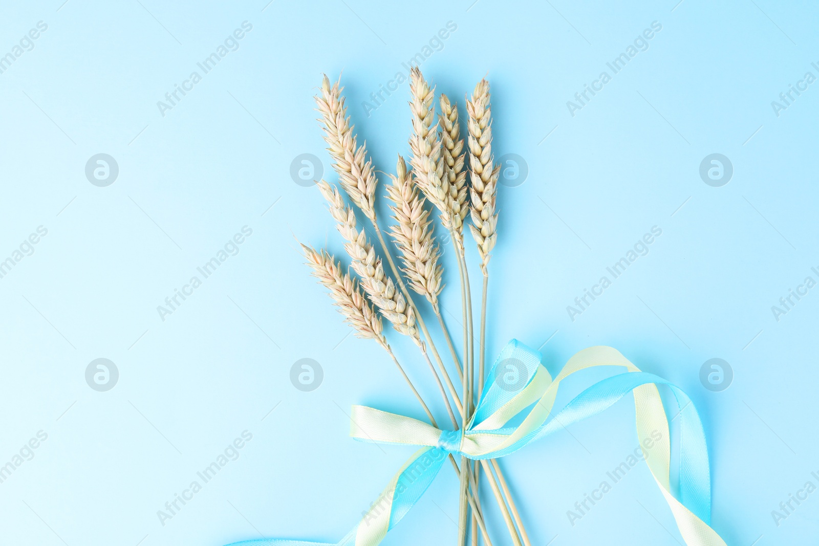 Photo of Ears of wheat with ribbons in colors of Ukrainian national flag on light blue background, top view