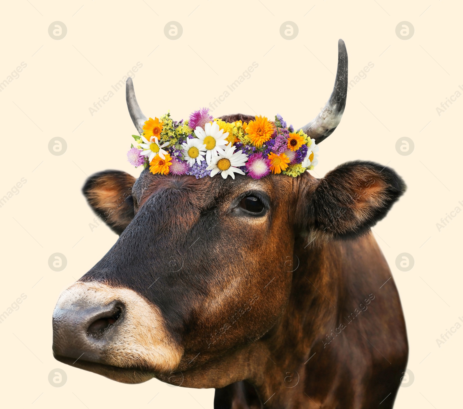 Image of Adorable cow with beautiful flower wreath on beige background