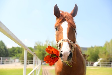 Image of Beautiful horse holding red poppy flower in mouth outdoors