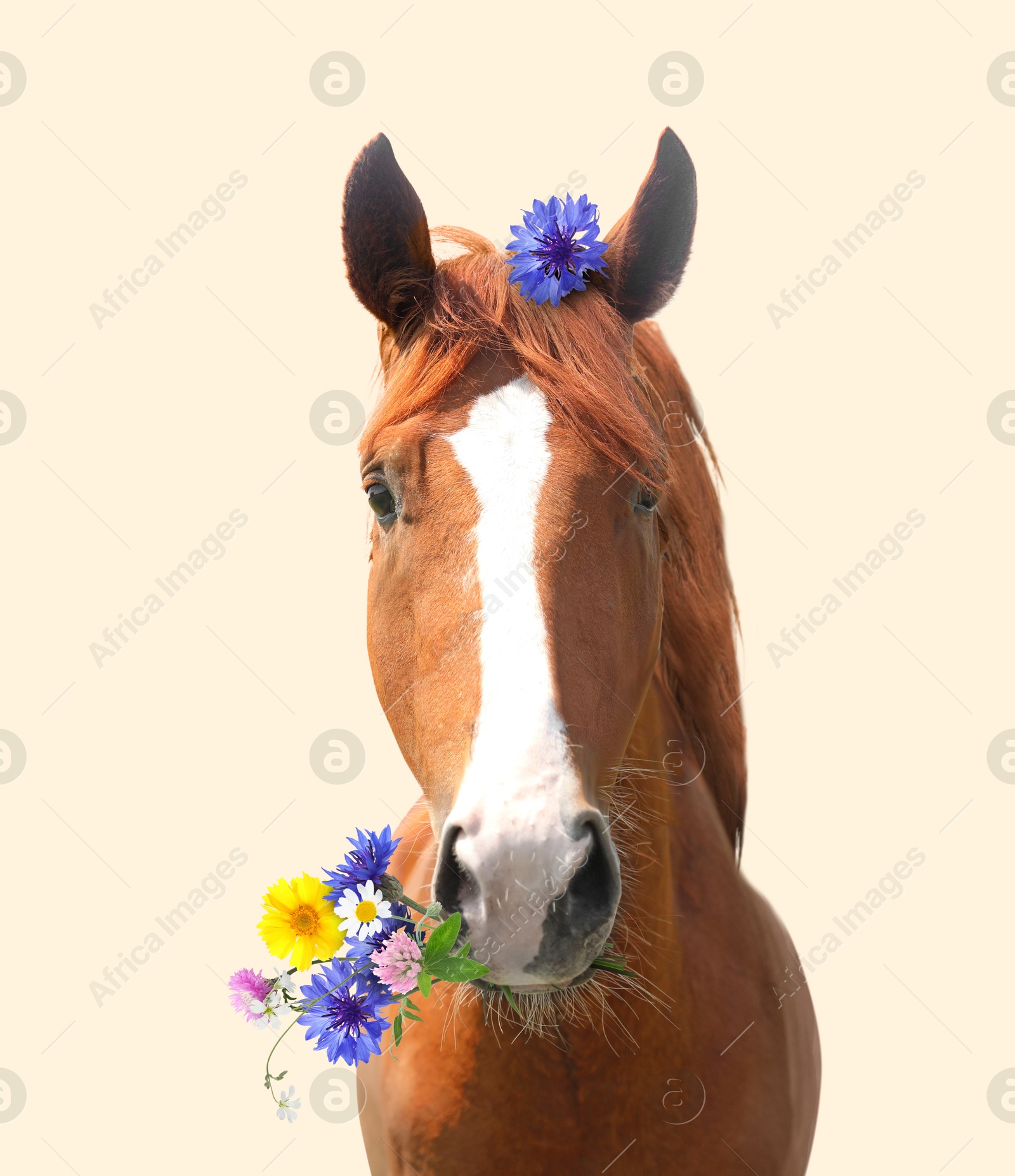 Image of Beautiful horse holding wildflowers in mouth on beige background