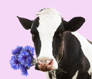 Image of Adorable cow holding blue cornflowers in mouth on light violet background