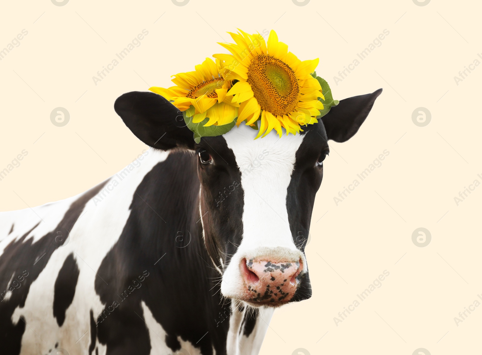 Image of Adorable cow with bright sunflowers on head against beige background