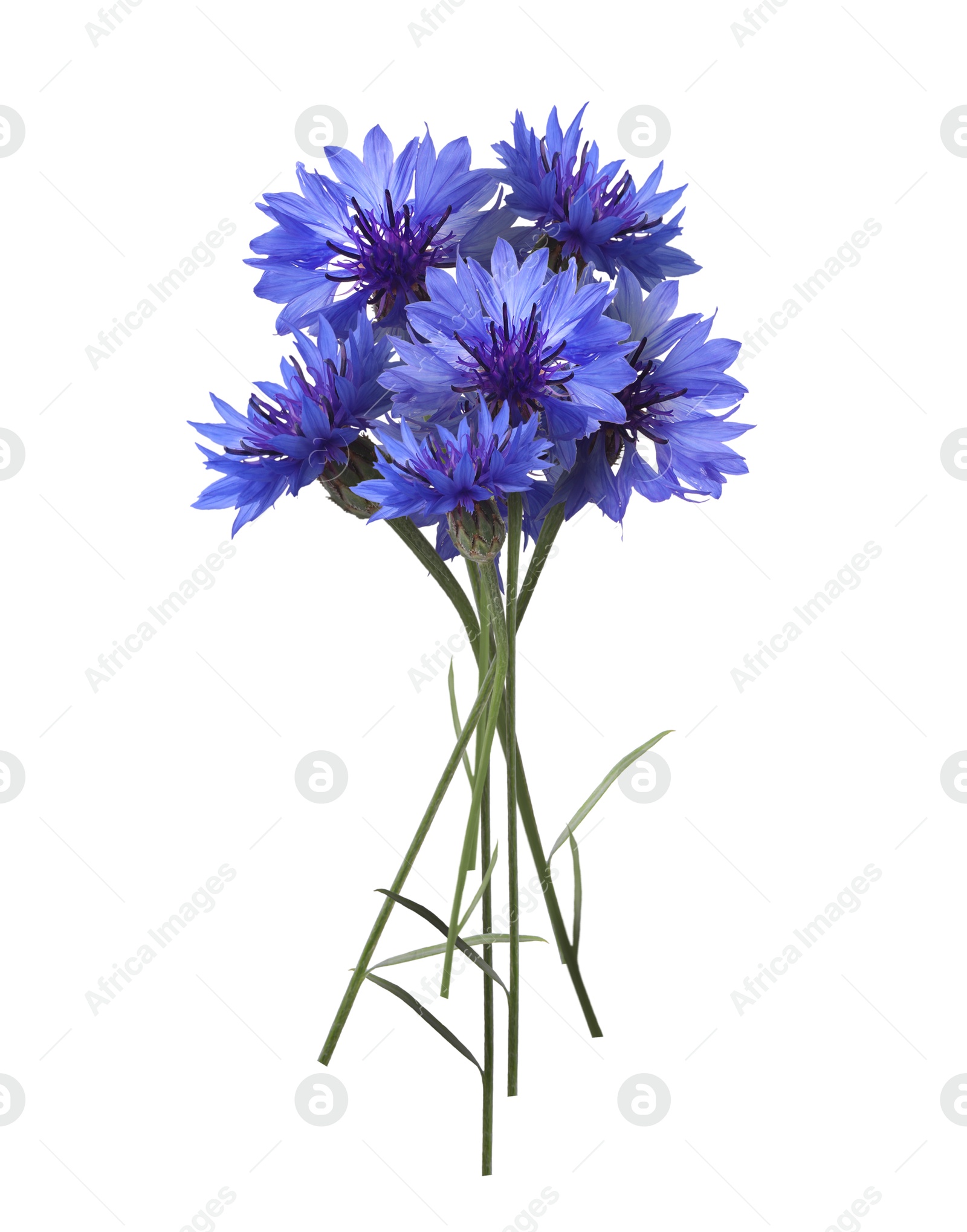 Image of Bouquet of beautiful blue cornflowers on white background