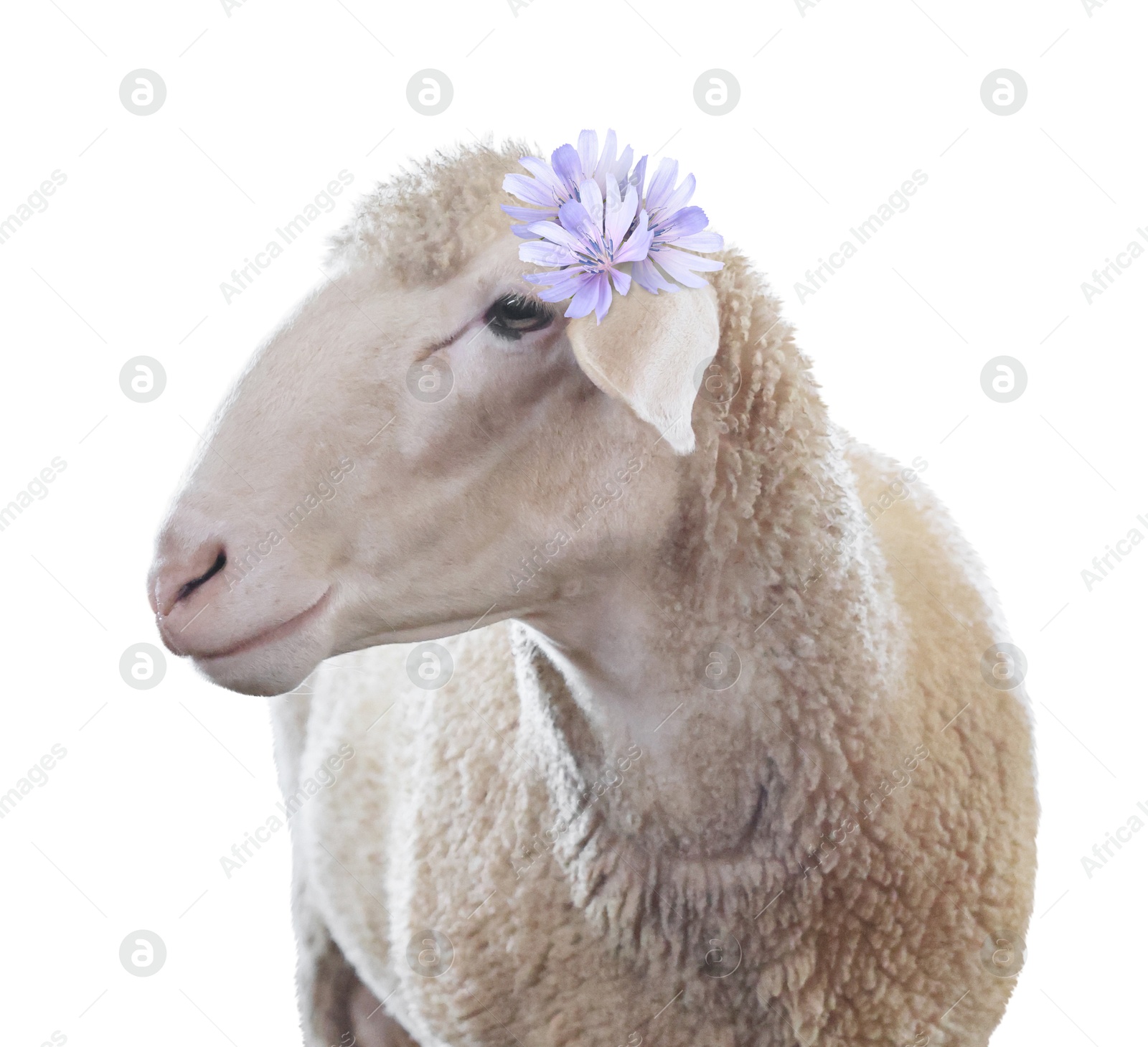 Image of Adorable sheep with beautiful flowers on white background