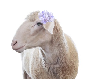 Image of Adorable sheep with beautiful flowers on white background