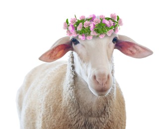 Adorable sheep with beautiful flower wreath on white background