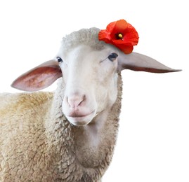 Adorable sheep with red poppy flower on white background