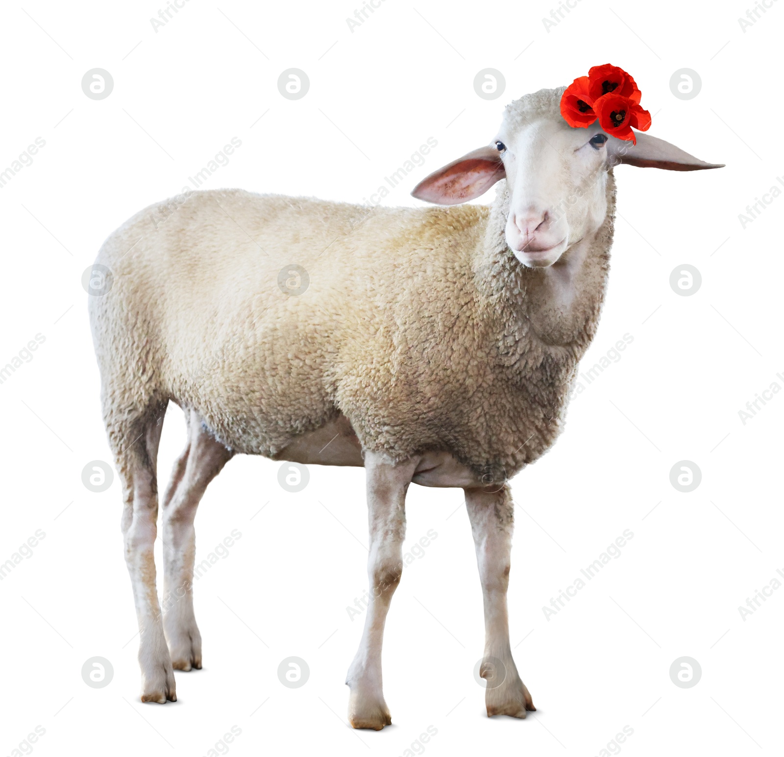 Image of Adorable sheep with red poppy flowers on white background