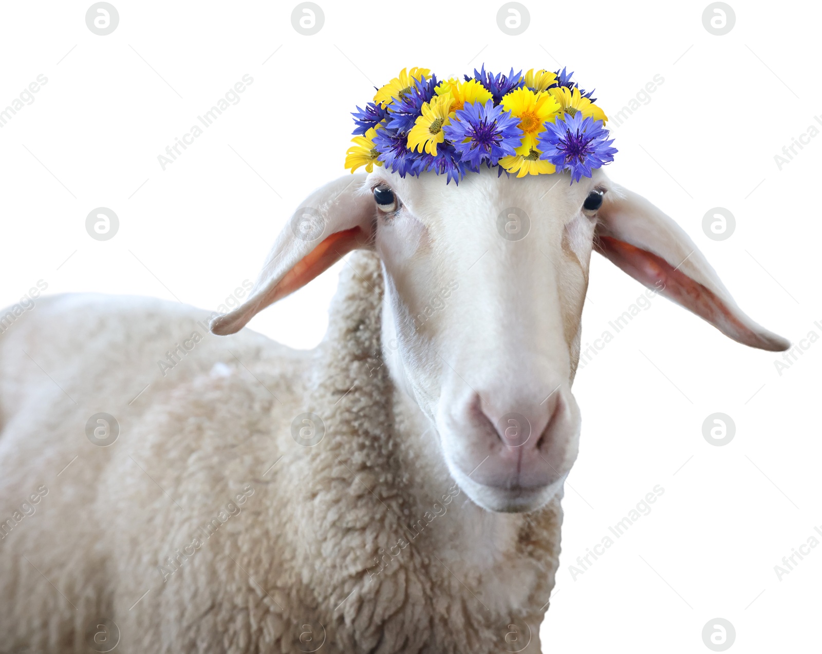 Image of Adorable sheep with beautiful flower wreath on white background