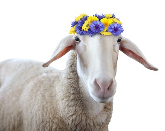 Image of Adorable sheep with beautiful flower wreath on white background