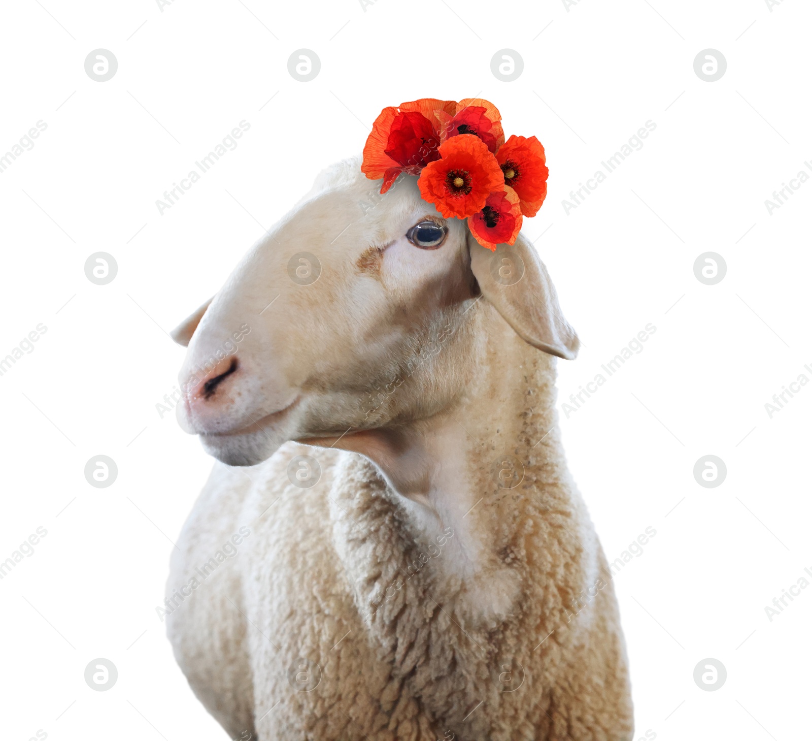 Image of Adorable sheep with red poppy flowers on white background