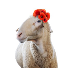 Image of Adorable sheep with red poppy flowers on white background