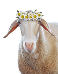 Image of Adorable sheep with beautiful flower wreath on white background