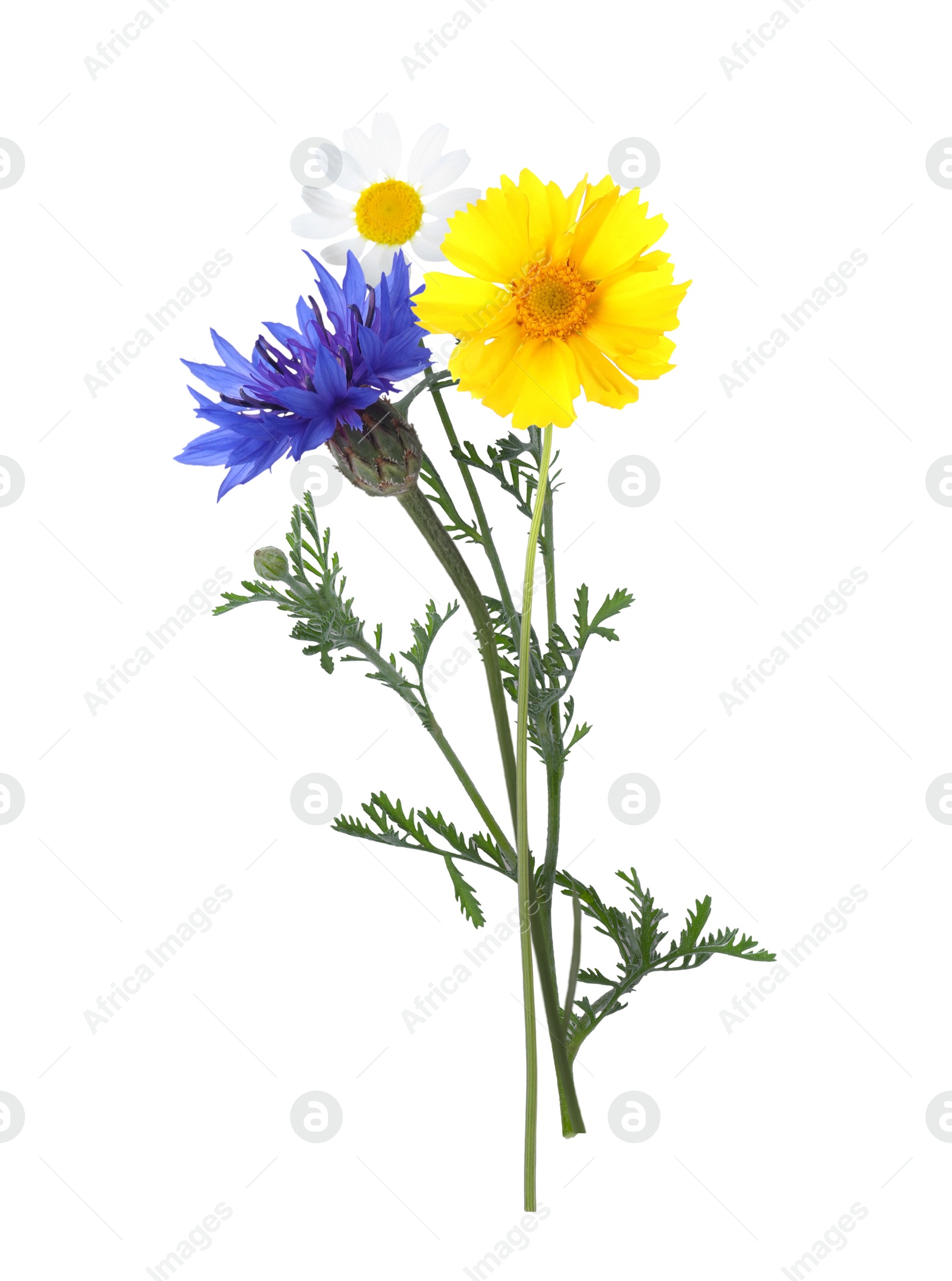 Image of Three beautiful meadow flowers on white background