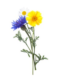 Three beautiful meadow flowers on white background