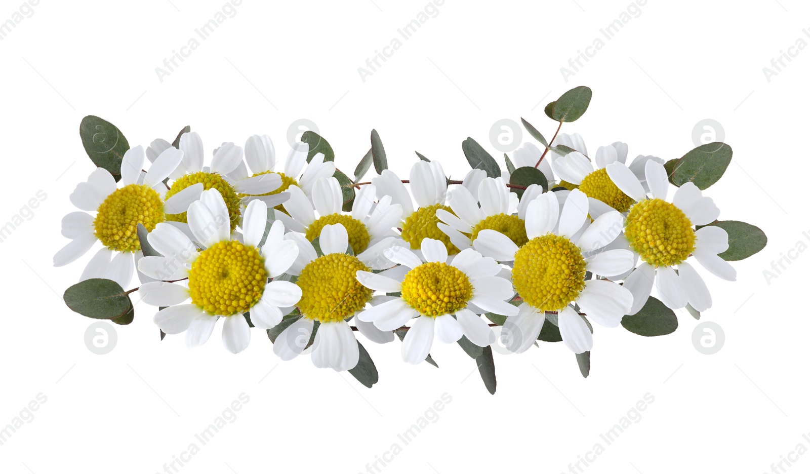 Image of Beautiful wreath of daisy flowers and eucalyptus leaves on white background