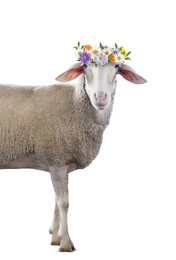 Adorable sheep with beautiful flower wreath on white background