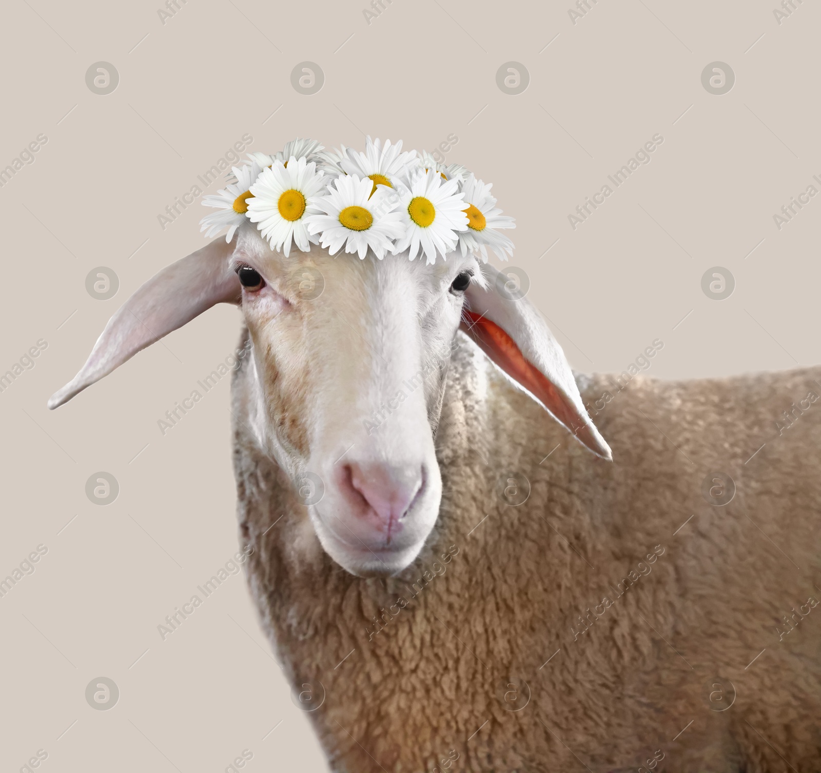 Image of Adorable sheep with beautiful flower wreath on beige background