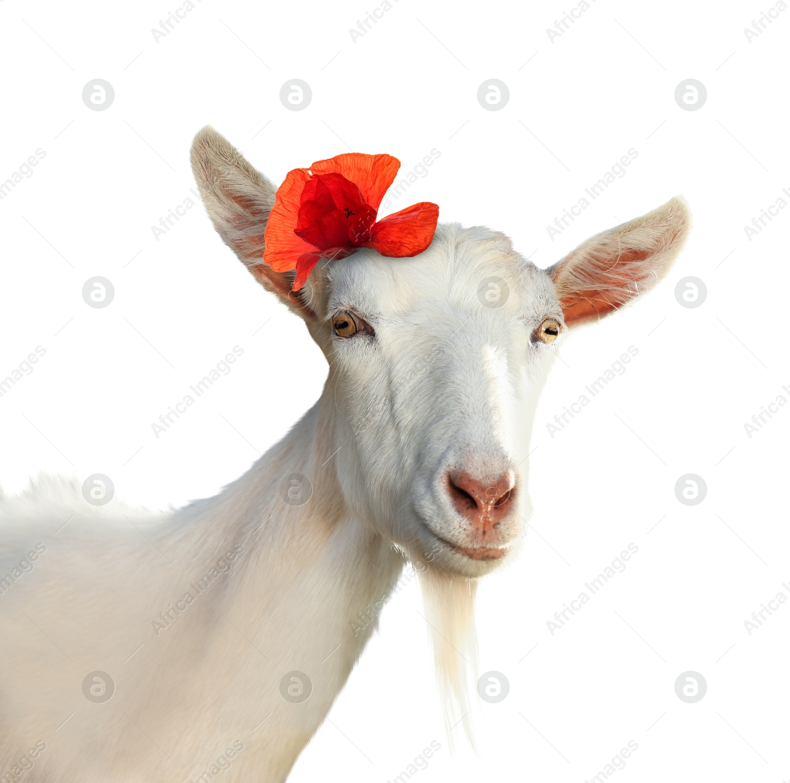 Image of Cute goat with red poppy flower on white background