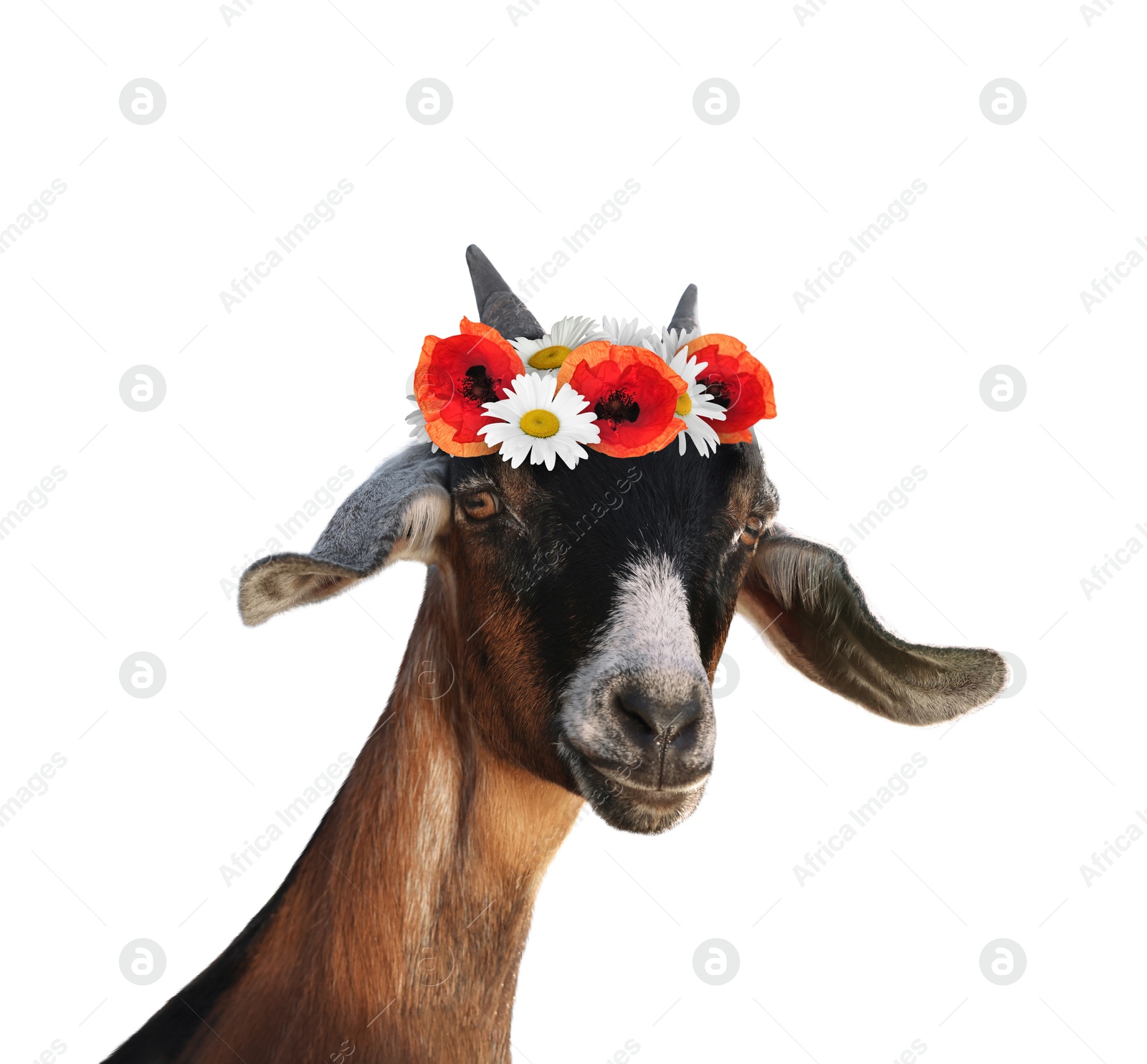 Image of Cute goat with beautiful flower wreath on white background