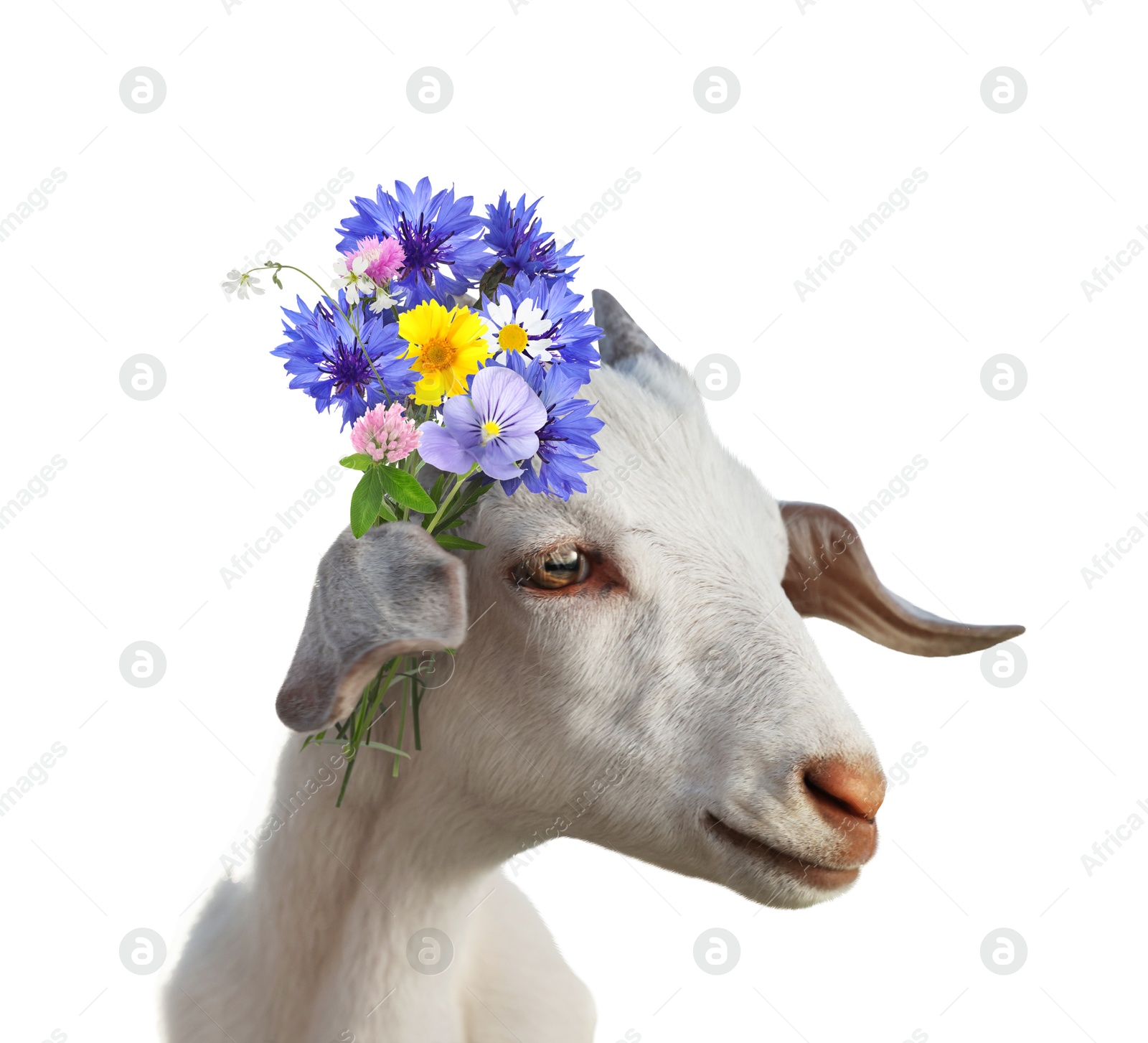 Image of Cute goat with beautiful wildflowers behind ear on white background