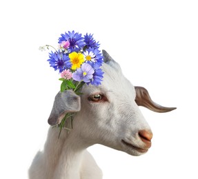 Image of Cute goat with beautiful wildflowers behind ear on white background