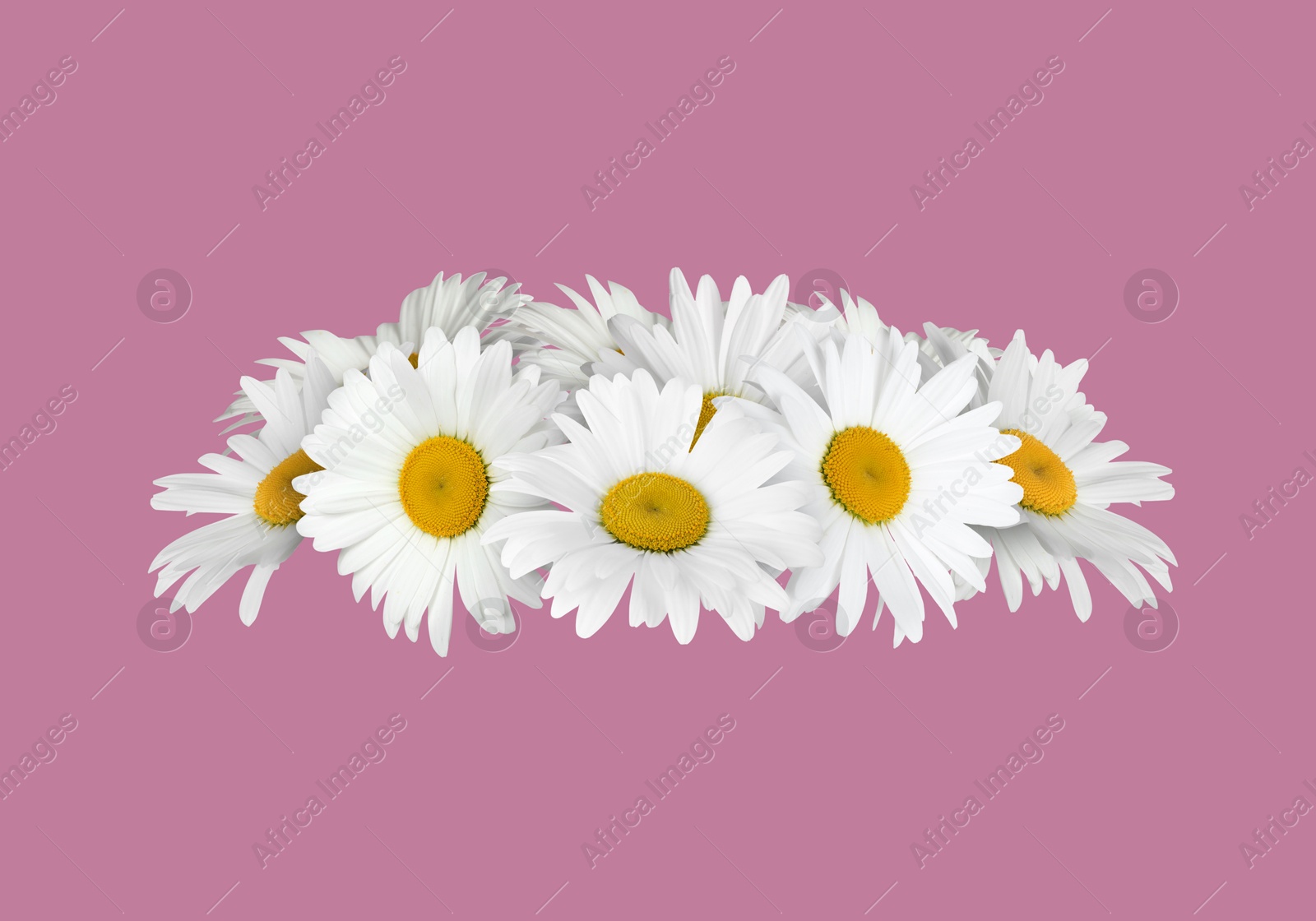 Image of Beautiful wreath of white daisy flowers on dusty pink background