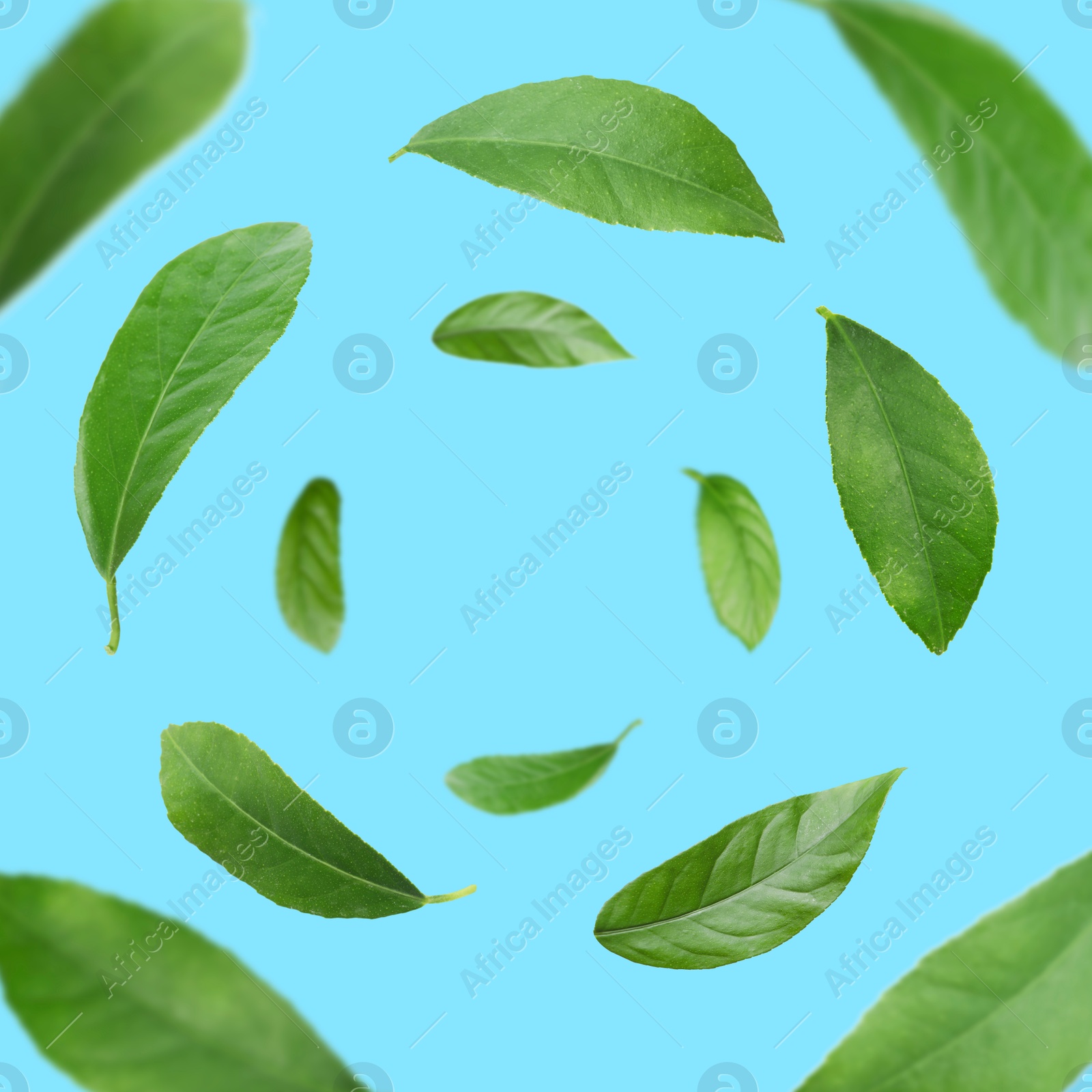 Image of Green leaves whirling on light blue background, selective focus