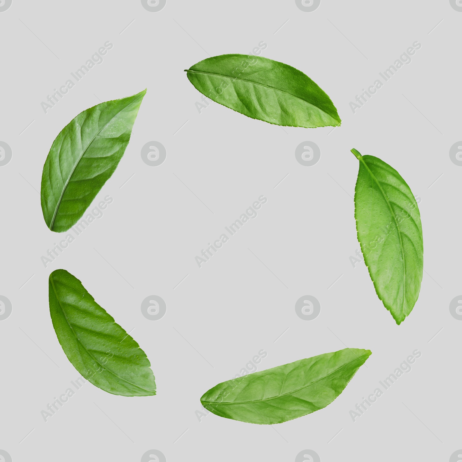 Image of Frame of green leaves on grey background