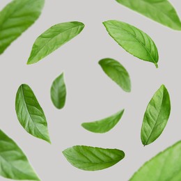 Image of Green leaves whirling on grey background, selective focus