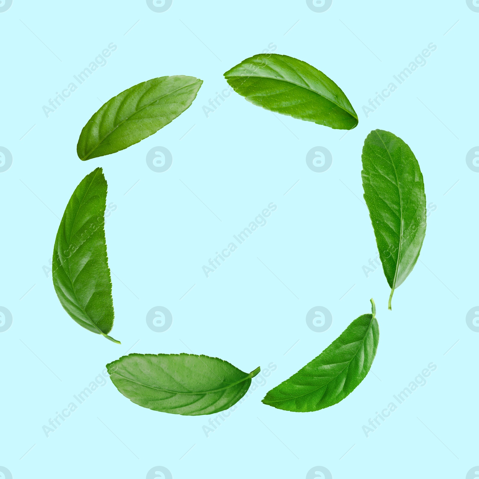 Image of Frame of green leaves on light blue background